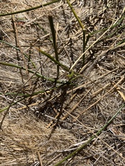 Equisetum laevigatum