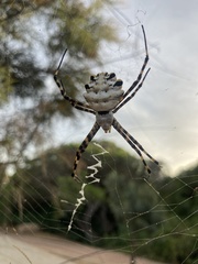 Argiope lobata