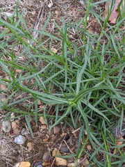 Senecio inaequidens