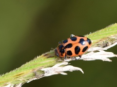 Naemia seriata