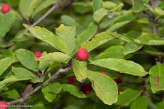 Ilex mucronata