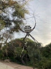 Argiope lobata