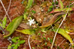 Maianthemum trifolium