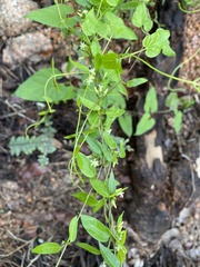 Metastelma barbigerum