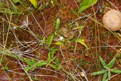 Maianthemum trifolium