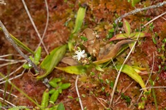 Maianthemum trifolium