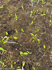 Maianthemum trifolium