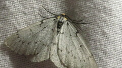Cingilia catenaria
