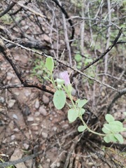 Hibiscus denudatus