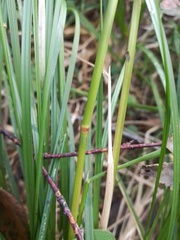 Deschampsia cespitosa