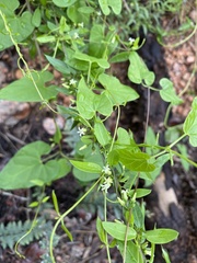 Metastelma barbigerum