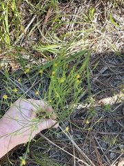 Hypericum gentianoides