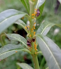 Ocyptamus fuscipennis