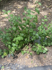 Morus rubra