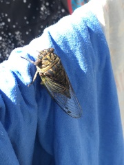 Neotibicen canicularis