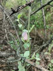Hibiscus denudatus