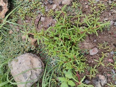 Portulaca