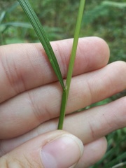 Deschampsia cespitosa