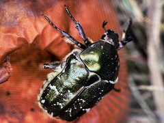 Protaetia cuprea