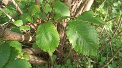 Ulmus minor