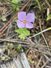 Rhexia virginica