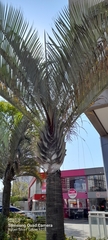 Dypsis decaryi