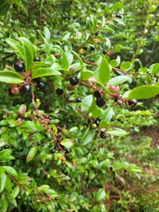 Vaccinium ovatum