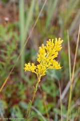 Solidago uliginosa