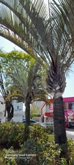 Dypsis decaryi