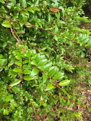 Vaccinium ovatum