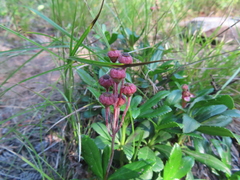Chimaphila umbellata