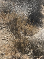 Atriplex canescens