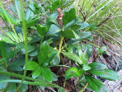 Chimaphila umbellata