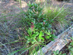 Chimaphila umbellata
