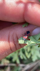 Neacoryphus bicrucis