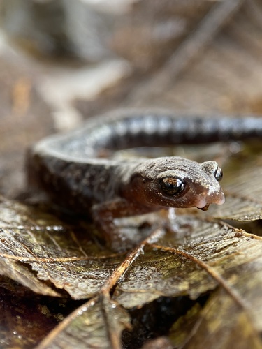 Cerro Pital Salamander, Bolitoglossa synoria