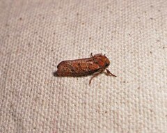 Acrolophus plumifrontella