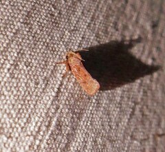 Acrolophus plumifrontella