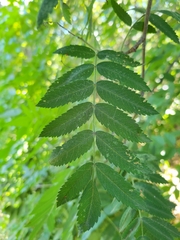 Sorbus aucuparia