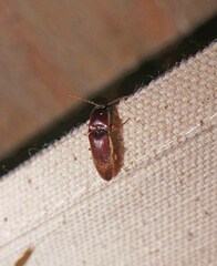 Diplostethus carolinensis