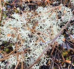 Cladonia stellaris