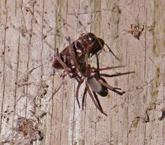 Kukulcania hibernalis