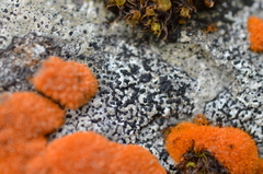 Opegrapha dolomitica