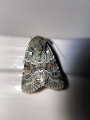 Lacinipolia laudabilis