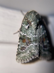 Lacinipolia laudabilis