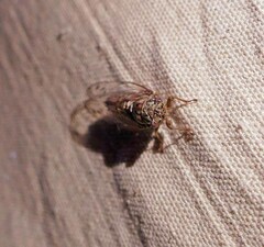 Neocicada hieroglyphica