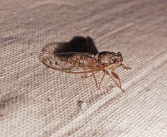 Neocicada hieroglyphica