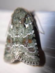 Lacinipolia laudabilis