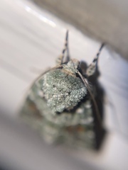 Lacinipolia laudabilis