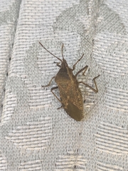 Anasa tristis